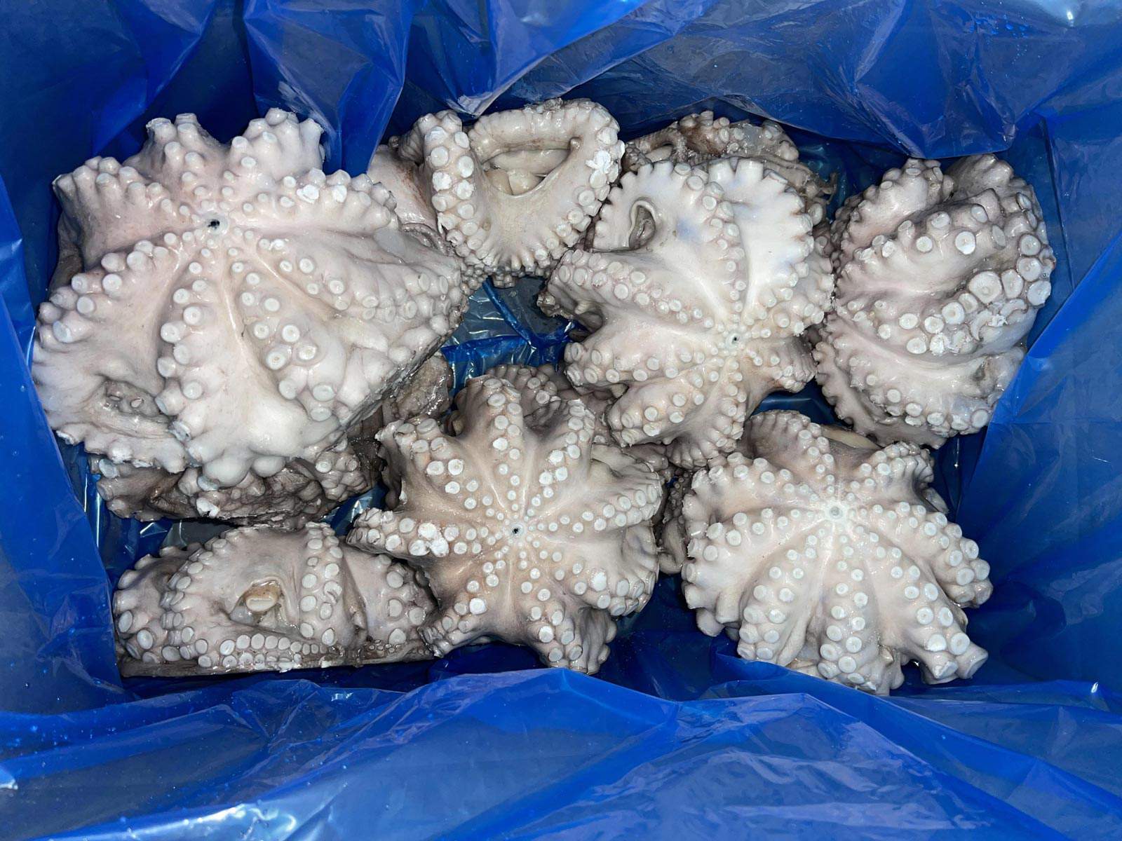 Octopus