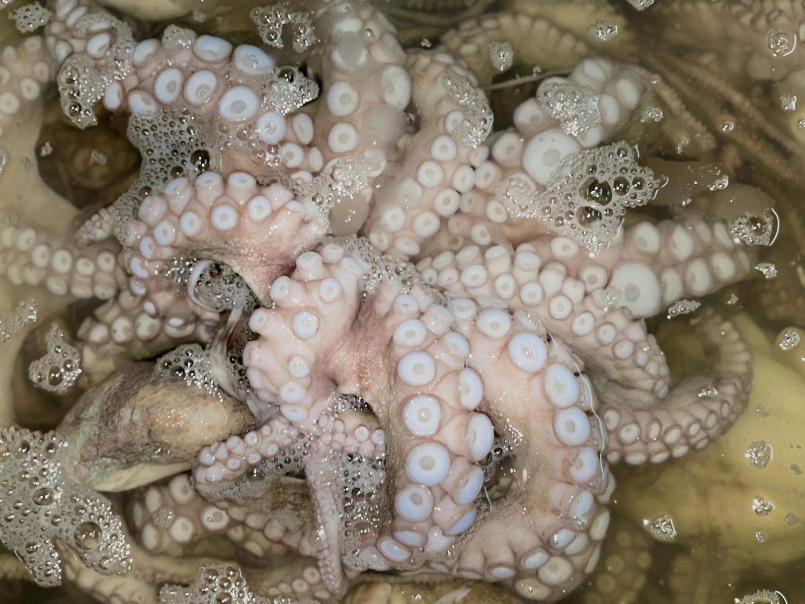 Pulpo